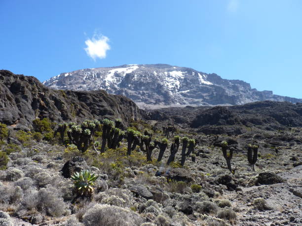 Kilimanjaro Marangu Route view